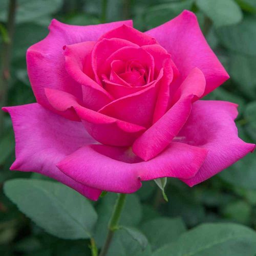 Rosa Velasquez® - roz - trandafir teahibrid